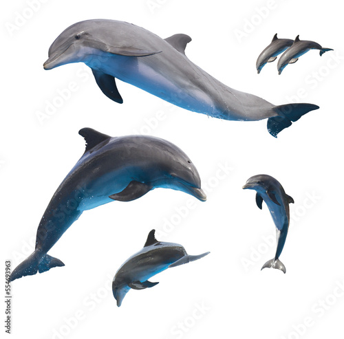 Set of dophins isolated on white  png file 