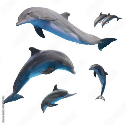 Obraz Set of dophins isolated on white, png file 