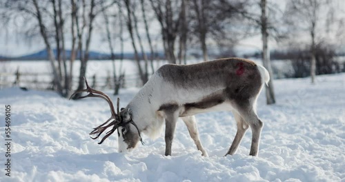 Reindeer grazing in the snow, Sweden photo