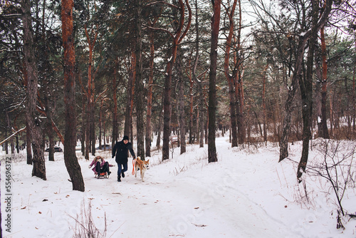 Fun walk with the dog in winter. The guy and the dog ride the girl on a sleigh in the forest