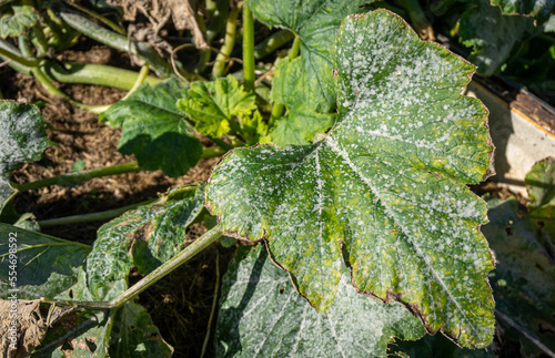 Marrow squash leaf strongly affected by a powdery mildew fungal disease close-up.