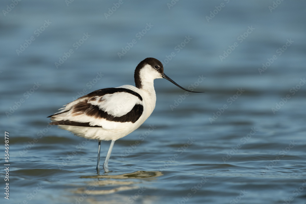 Pied avocet looking for food in a lagoon near the mediterranean sea coast