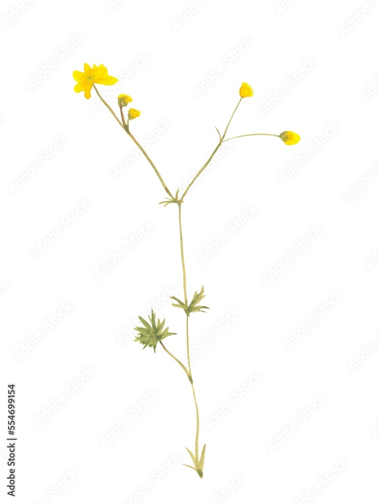 yellow watercolor wild flower illustration