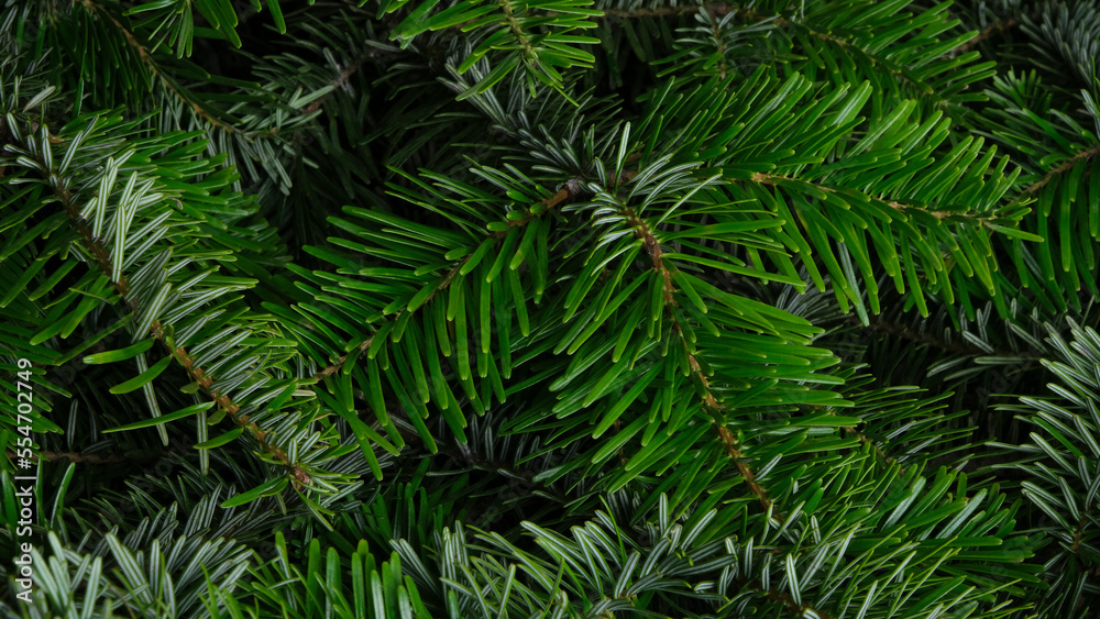 Green background from fir branches. Texture of coniferous branches close up. Selective focus. Green background from fir branches. Texture of coniferous branches close up. Selective focus.