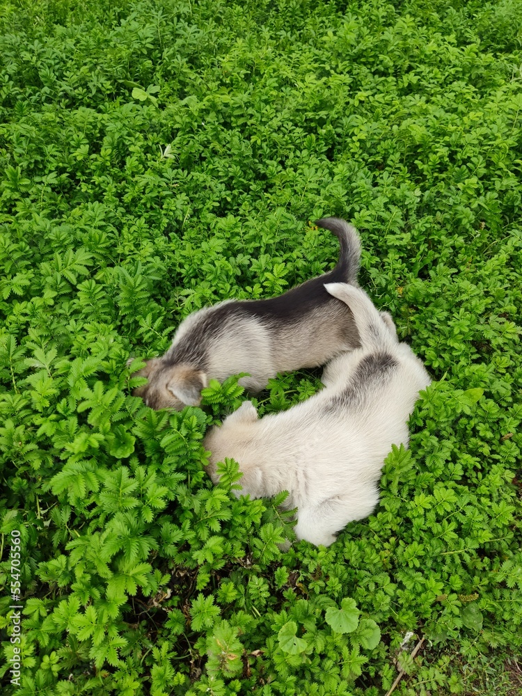 Puppies in the grass