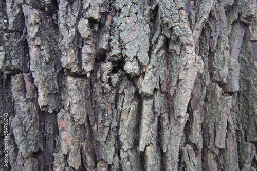 bark of a tree