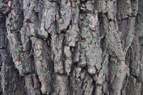 bark of a tree