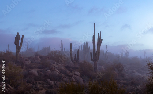 Foggy Morning Arizona Desert Landscape With Cactus Near Phoenix
