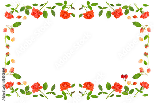 Flowers, petals and buds of roses isolated on a white background. Pattern. Beautiful frame with empty space for congratulatory text.