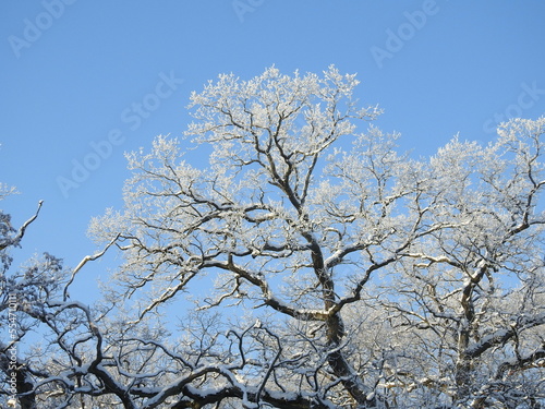 tree in frost © Nick-Luhminski