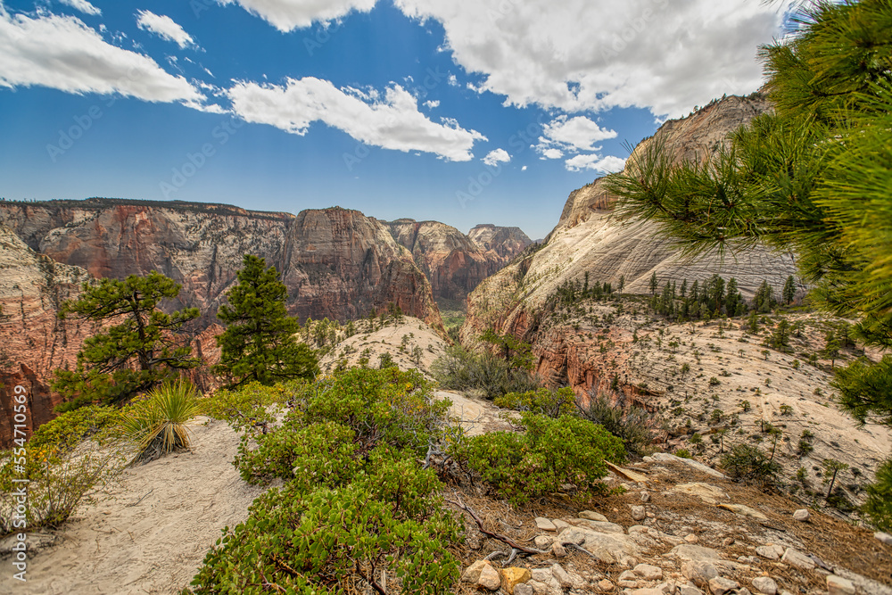 Obraz premium Zion National Park