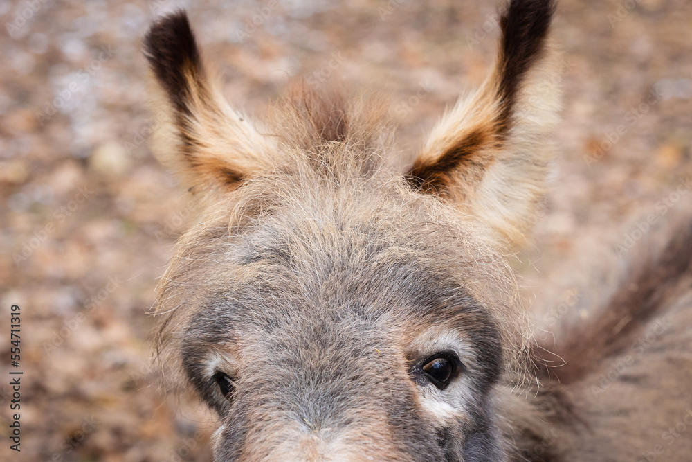 Fototapeta premium Drôle de Mule 