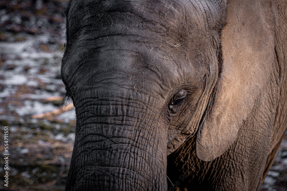 Gros plan d'une tête d'éléphant africain 