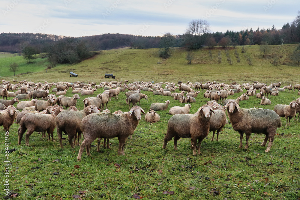 Large herd of white sheep on a green field in rural Germany.