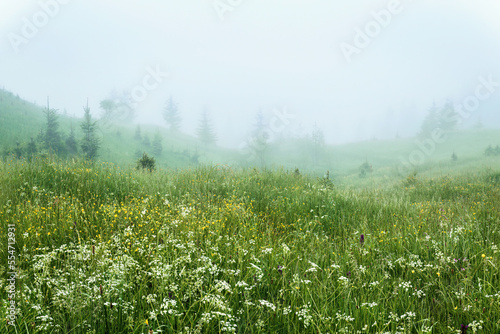 Foggy morning in the summer, wild flowers on the meadow  valey somewhere in the foggy moutains  background of summer nature.