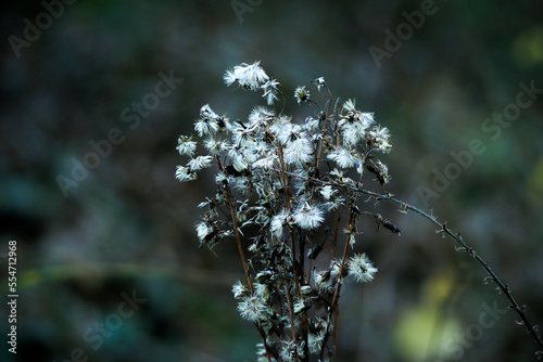 Blue branched lichen moss on deep green forest bokeh background photo