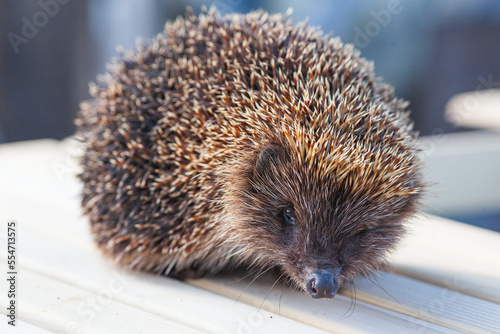 Portrait of a garden hedgehog.