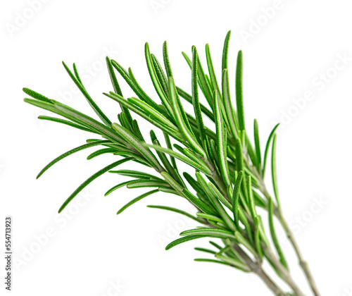 Rosemary fresh isolated on white background