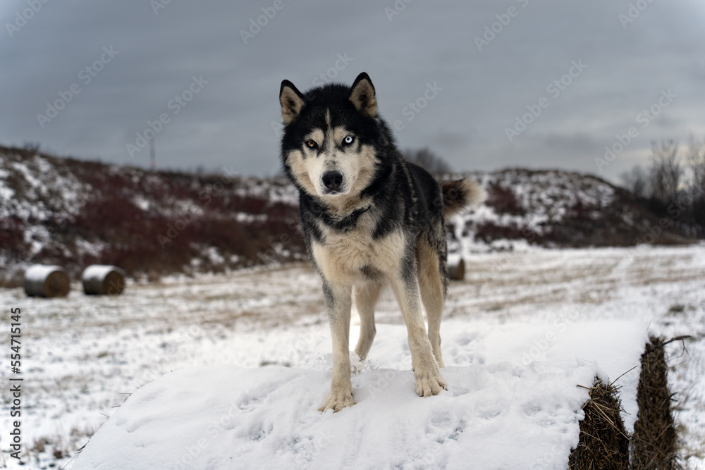 Siberian husky with multi-colored eyes, one blue eye, stands on the field in winter.