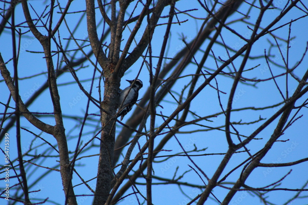 Woodpecker Getting Its Breakfast Woodpecker Getting Its Breakfast