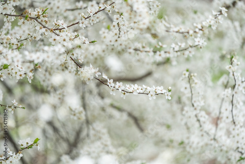 Blooming white flowers branch closeup with bokeh background, spring vibes, tree blooms bokeh