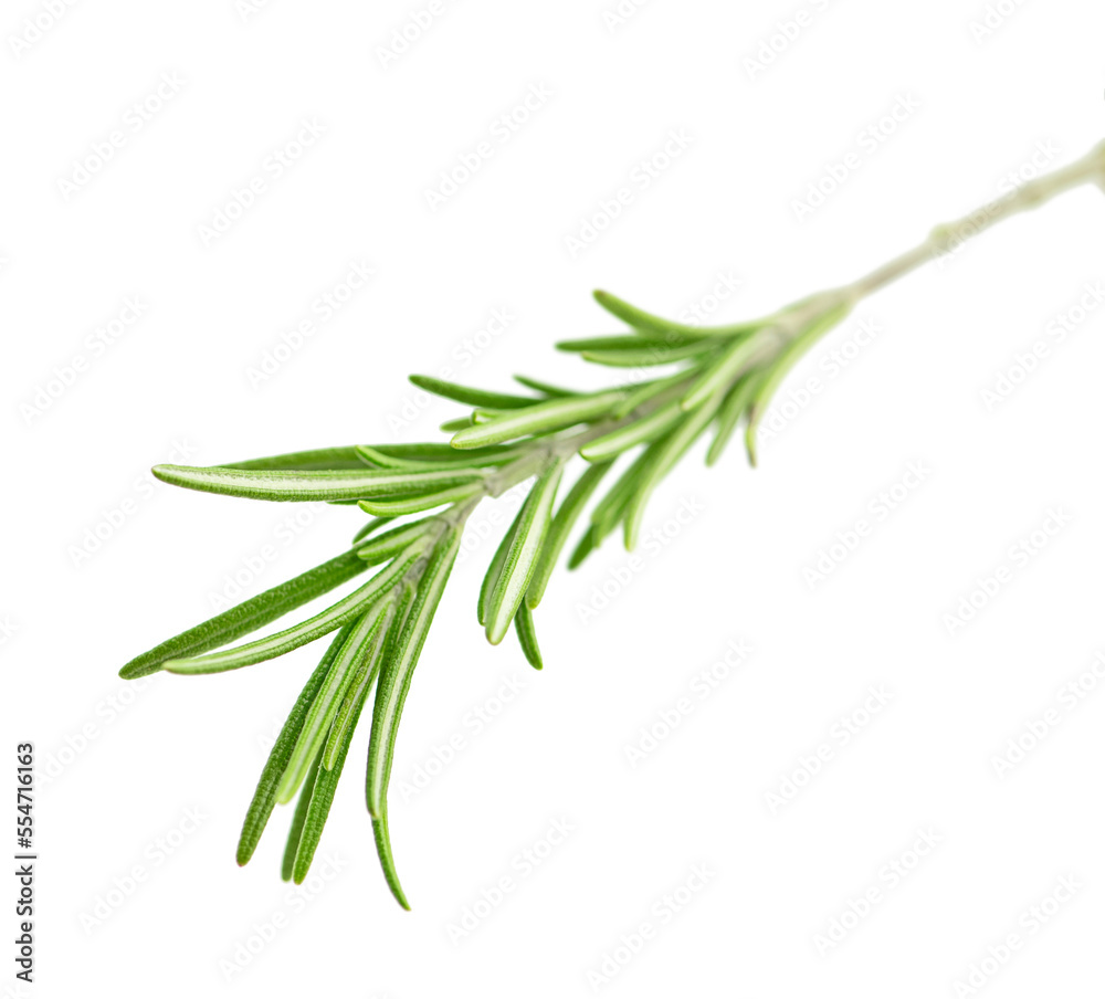 Fototapeta premium Rosemary fresh isolated on white background