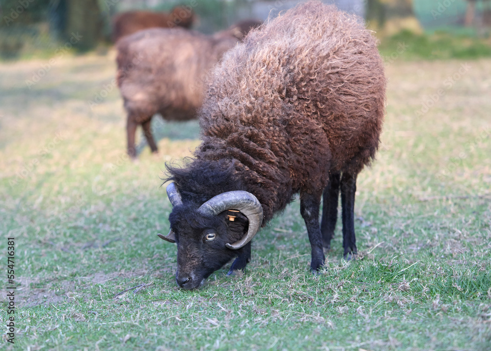 Black male ouessant sheep grazing Black male ouessant sheep grazing