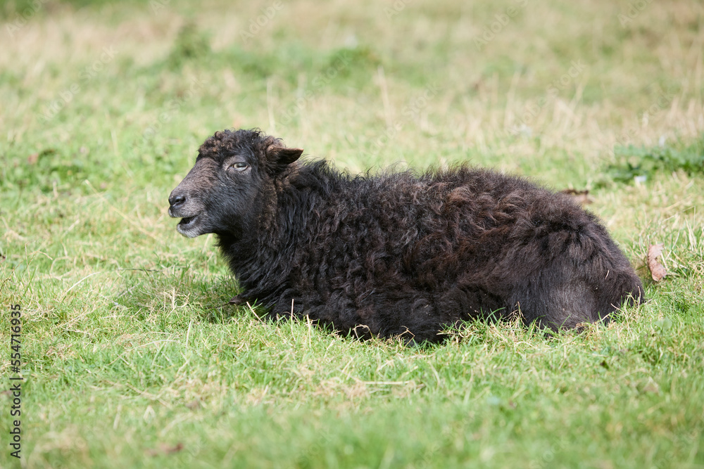 Black brown female ouessant sheep in meadow