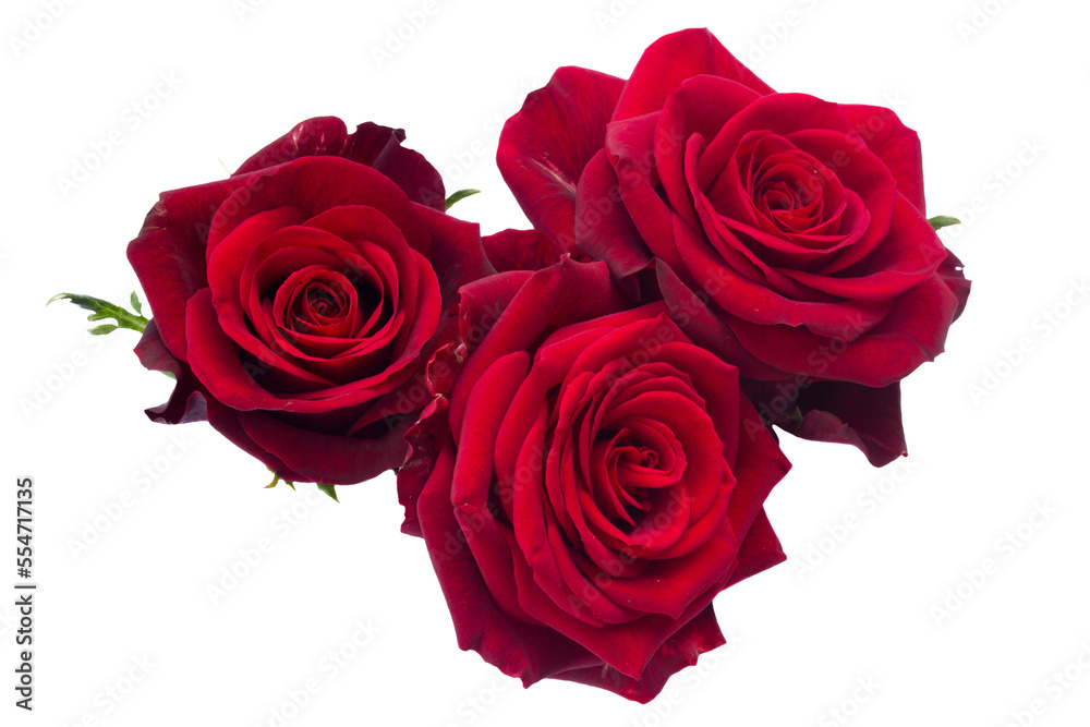 three  dark  red roses - obrazy, fototapety, plakaty 
