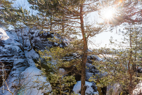 tree and mountain scenery with sun in winter