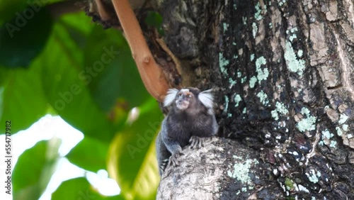 One very cute Marmoset sitting on a big tree trunk facing the camera photo