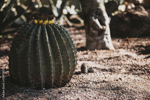 Arizona Desert Landscape 