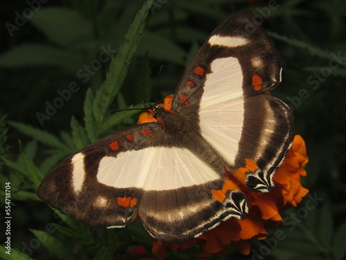 Thisbe lycorias butterfly perched on a Cempasuchil flower