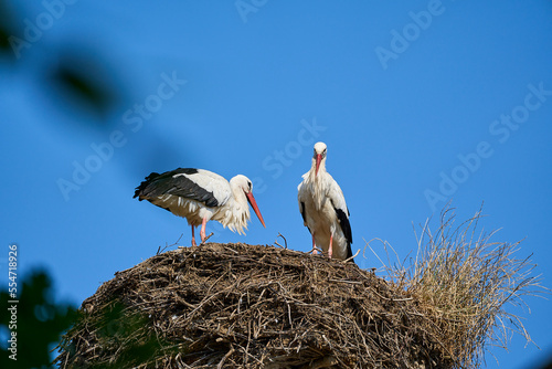 a couple of white storks, ciconia ciconia, sitting in their tall aerie