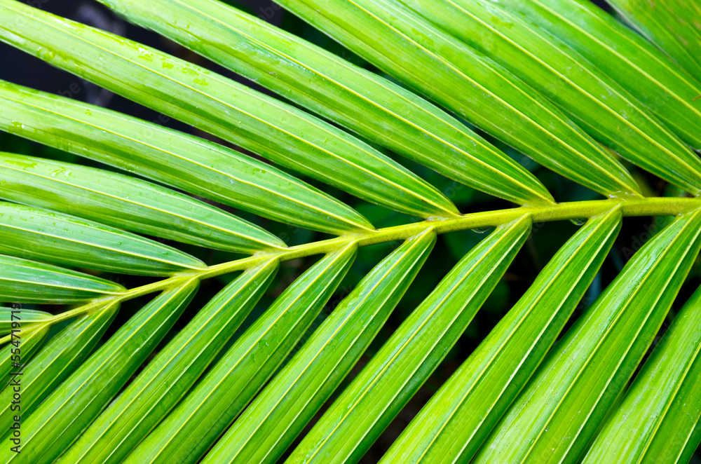 Green tropical palm leaves on a dark background for design.Summer vacation,jungle, botany, vegetation concept.Selective focus. Green tropical palm leaves on a dark background for design.Summer vacation,jungle, botany, vegetation concept.Selective focus.