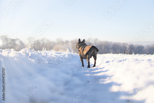 Französische Bulldogge Winter