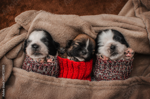 cute pictures of little shih tzu puppies in warm clothes © Kate
