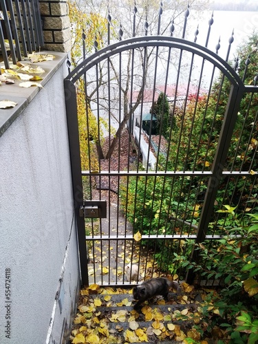 pigeons on the railing
