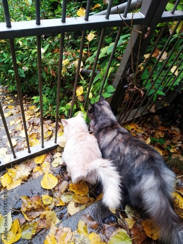 cat and dog