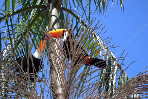 Ramphastos toco, or Toucans, on a Jussara Palm, Euterpe edulis, in Brazil. photo