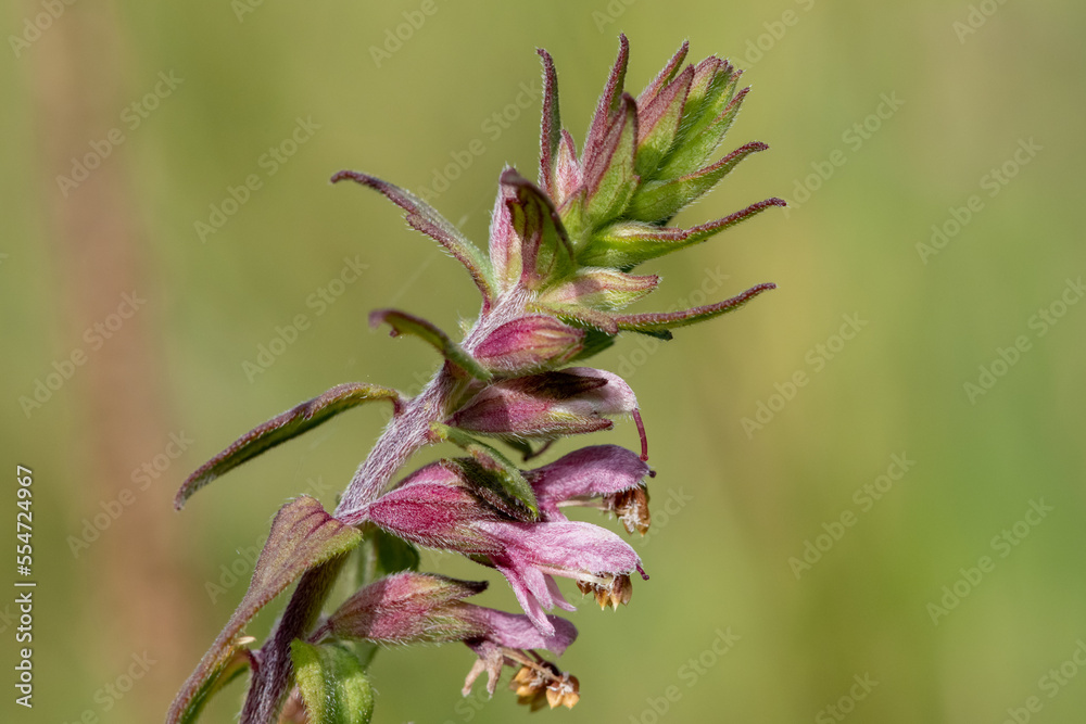 Close up of a red bartsia (odonites vernus) flower in bloom Close up of a red bartsia (odonites vernus) flower in bloom