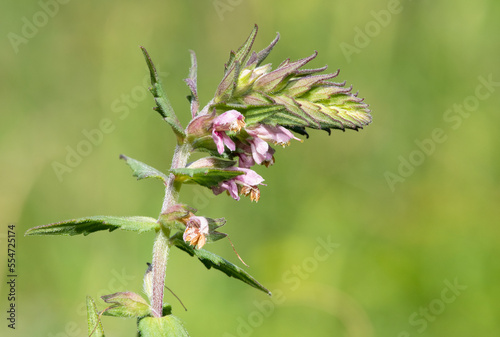 Close up of a red bartsia (odonites vernus) flower in bloom