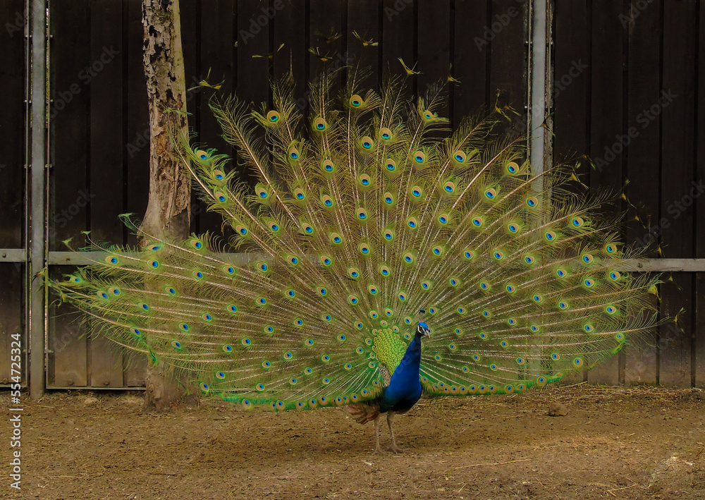 Obraz premium Peacock with feathers out