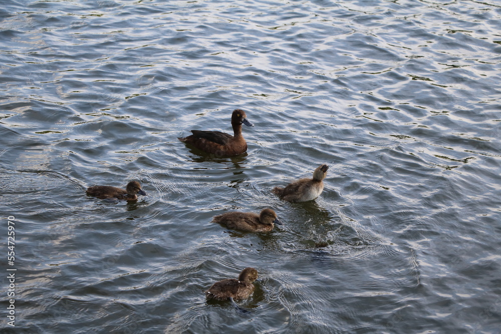 Aythya fuligula withs chicks in the Serpentine Hyde Park, London England Aythya fuligula withs chicks in the Serpentine Hyde Park, London England