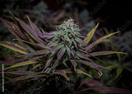 Cannabis Plants