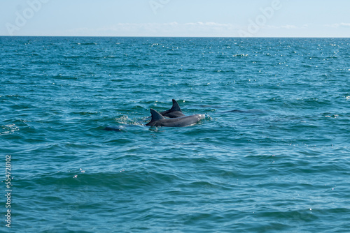 dolphin in water © Jordan