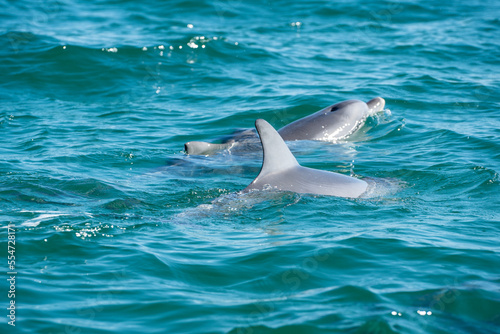 dolphin in the water © Jordan