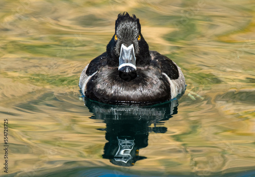 Ring-necked Duck (Aythya collaris) swimming straight at the veiwer photo