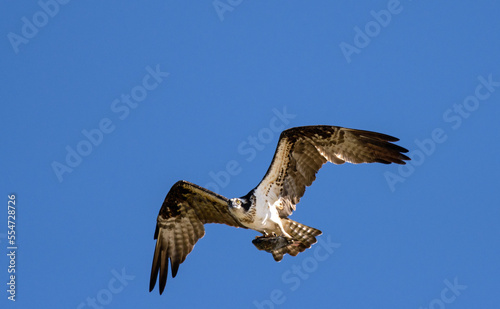 Osprey (Pandion haliaetus) flying with a fish in talons