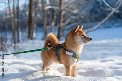 Canvas Print Shiba Inu dog equipped with harness, leash and GPS tracker stands in the snow on